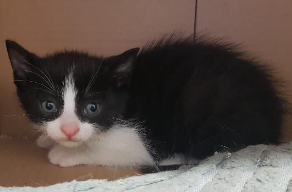 Gattini Meravigliosi A Biella